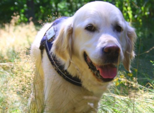 Urlaub mit Hund im Harz